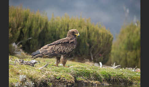 Savannenadler (Aquila rapax)