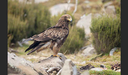 Savannenadler (Aquila rapax)