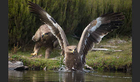 Steppenadler (Aquila nipalensis)