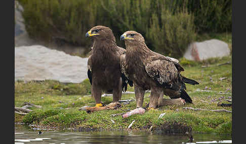 Steppenadler (Aquila nipalensis)