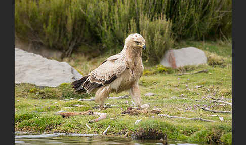 Savannenadler (Aquila rapax)