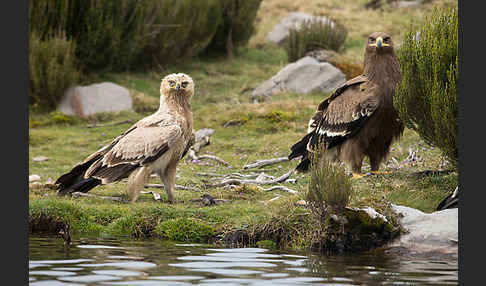 Savannenadler (Aquila rapax)