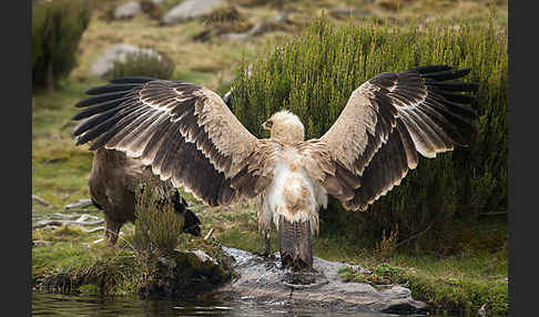 Savannenadler (Aquila rapax)