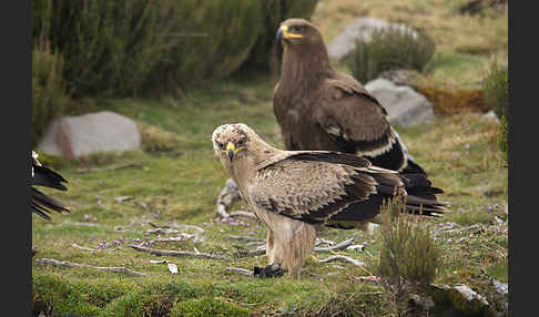 Savannenadler (Aquila rapax)