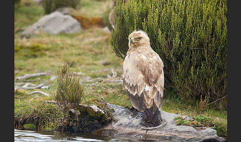 Savannenadler (Aquila rapax)