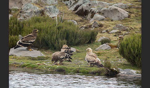 Savannenadler (Aquila rapax)