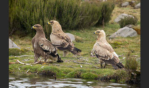 Savannenadler (Aquila rapax)