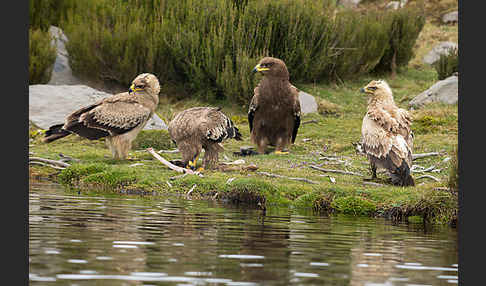 Savannenadler (Aquila rapax)