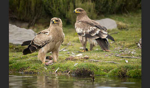 Savannenadler (Aquila rapax)