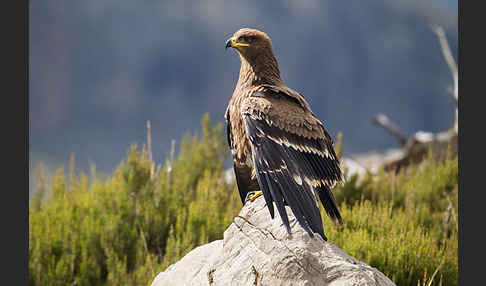 Steppenadler (Aquila nipalensis)