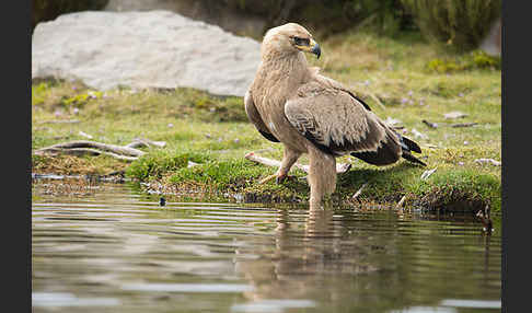 Savannenadler (Aquila rapax)