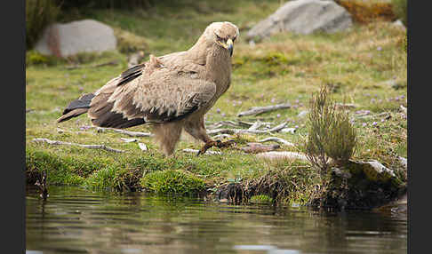 Savannenadler (Aquila rapax)