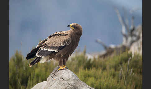 Steppenadler (Aquila nipalensis)