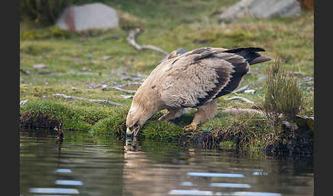 Savannenadler (Aquila rapax)