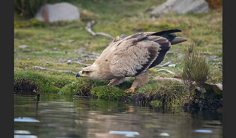 Savannenadler (Aquila rapax)