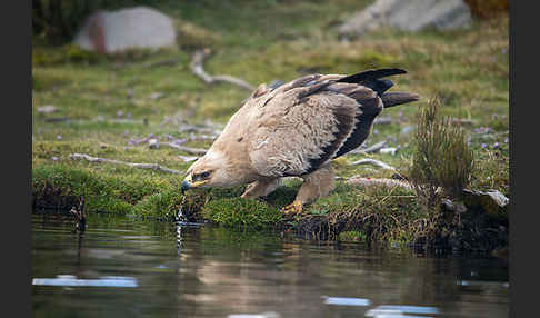 Savannenadler (Aquila rapax)