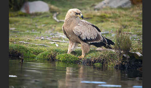 Savannenadler (Aquila rapax)