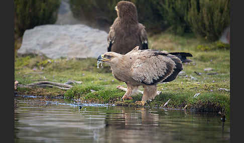 Savannenadler (Aquila rapax)