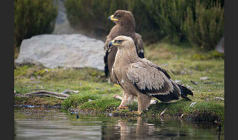 Savannenadler (Aquila rapax)