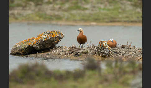 Rostgans (Tadorna ferruginea)