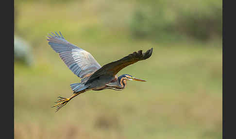 Purpurreiher (Ardea purpurea)