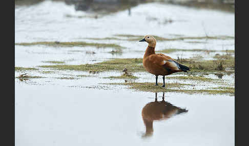 Rostgans (Tadorna ferruginea)