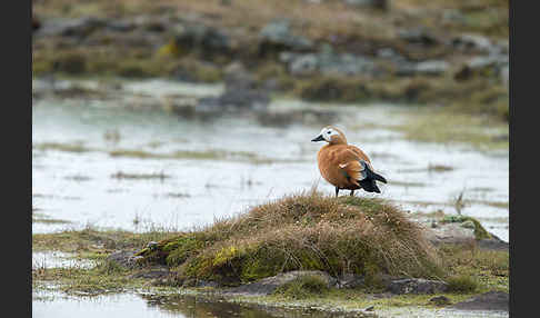 Rostgans (Tadorna ferruginea)