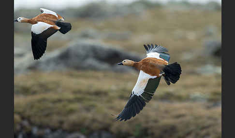 Rostgans (Tadorna ferruginea)