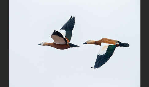 Rostgans (Tadorna ferruginea)