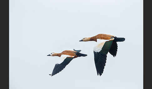 Rostgans (Tadorna ferruginea)