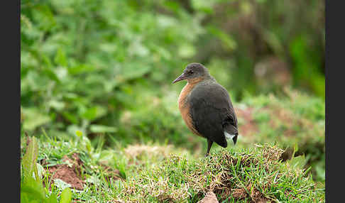 Rougetralle (Rougetius rougetii)