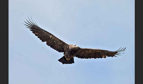 Steppenadler (Aquila nipalensis)