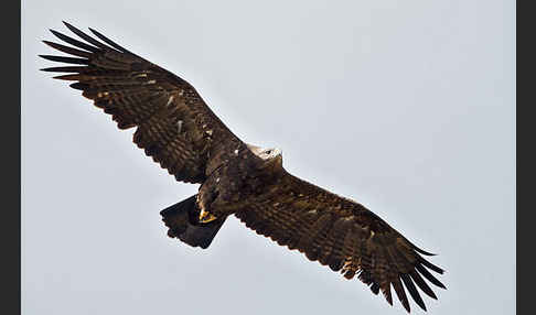 Steppenadler (Aquila nipalensis)