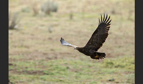 Steppenadler (Aquila nipalensis)