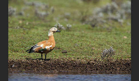 Rostgans (Tadorna ferruginea)