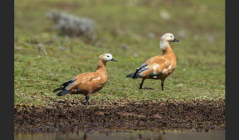 Rostgans (Tadorna ferruginea)