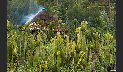 Aethiopien (Ethiopia)