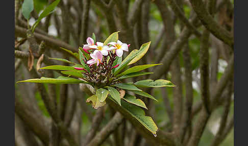 Rote Frangipani (Plumeria rubra)