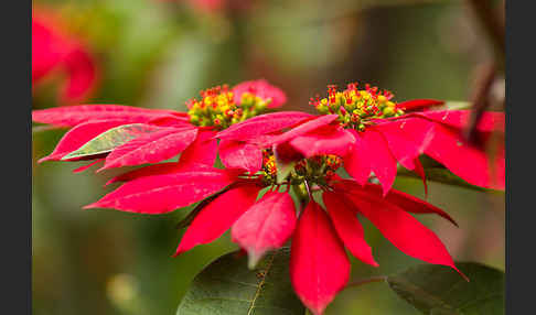 Weihnachtsstern (Euphorbia pulcherrima)