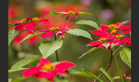 Weihnachtsstern (Euphorbia pulcherrima)