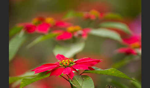 Weihnachtsstern (Euphorbia pulcherrima)