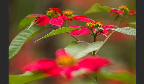 Weihnachtsstern (Euphorbia pulcherrima)