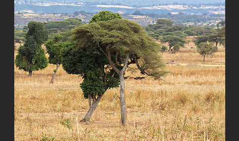 Aethiopien (Ethiopia)