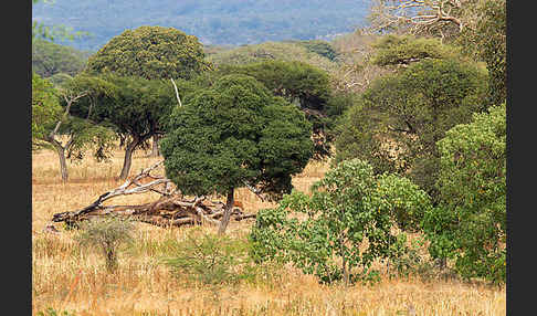 Aethiopien (Ethiopia)