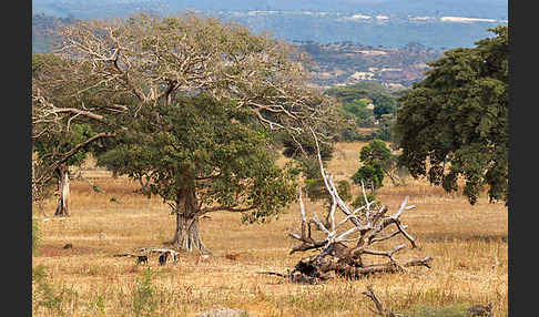 Aethiopien (Ethiopia)