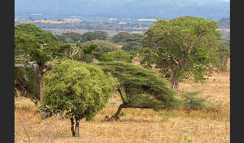 Aethiopien (Ethiopia)