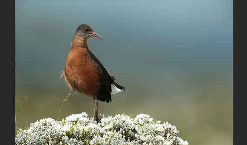 Rougetralle (Rougetius rougetii)