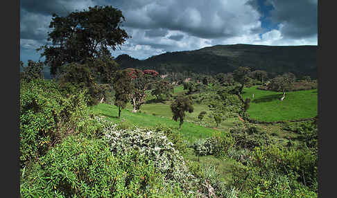 Aethiopien (Ethiopia)