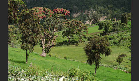 Aethiopien (Ethiopia)