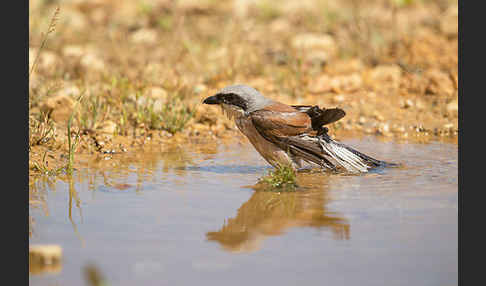 Neuntöter (Lanius collurio)